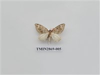 藏品(尺蛾594)的圖片